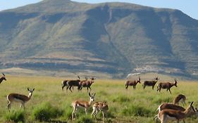 Moolmanshoek Private Game Reserve Hotel